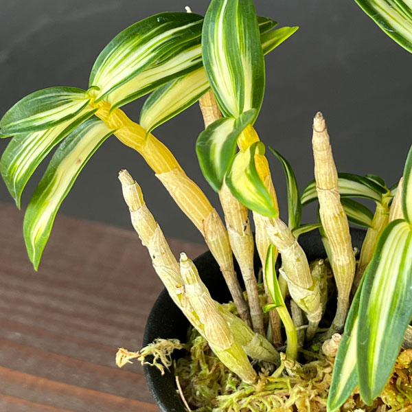 チョウセイラン（長生蘭）：銀河2.5号ポット