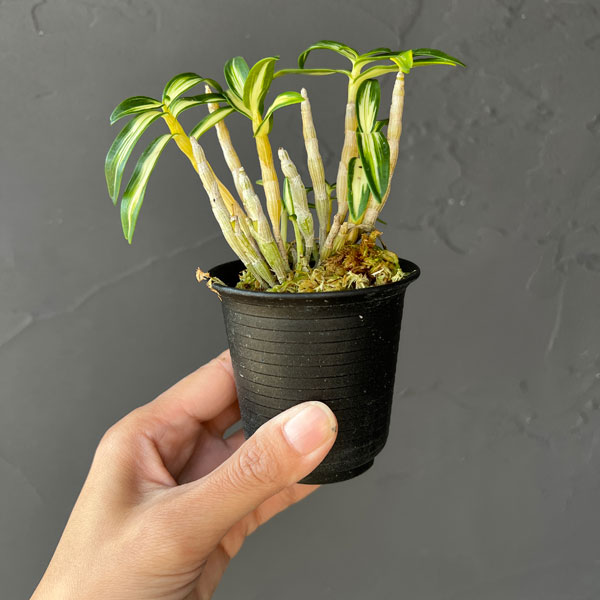 チョウセイラン（長生蘭）：銀河2.5号ポット