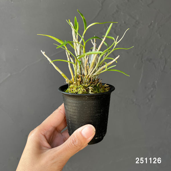 チョウセイラン（長生蘭）：作手姫　2.5号ポット