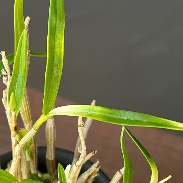 チョウセイラン（長生蘭）：作手姫　2.5号ポット