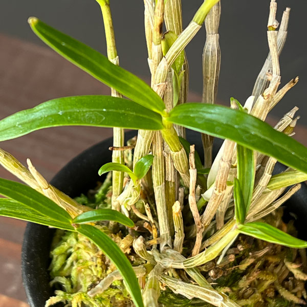 チョウセイラン（長生蘭）：作手姫　2.5号ポット