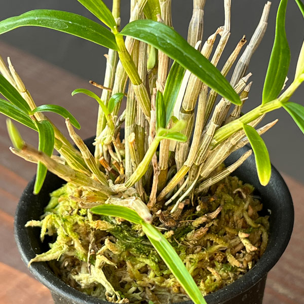 チョウセイラン（長生蘭）：作手姫　2.5号ポット