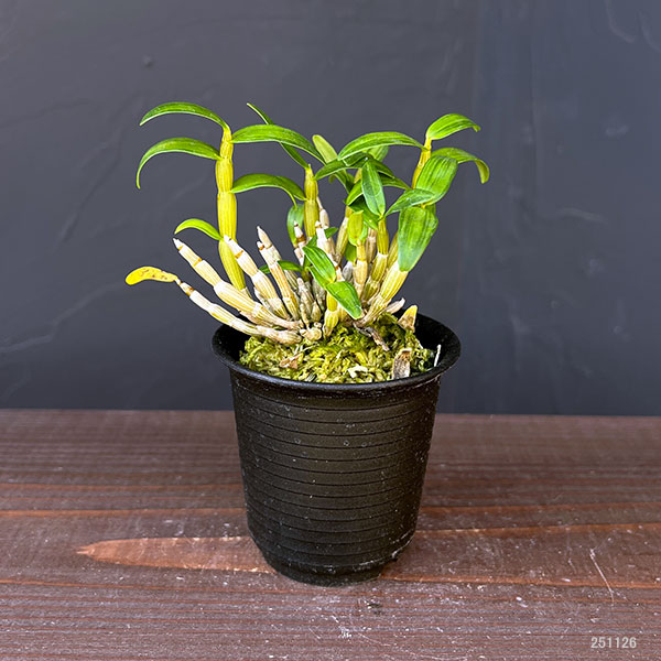 チョウセイラン(長生蘭):月光 2.5号ポット