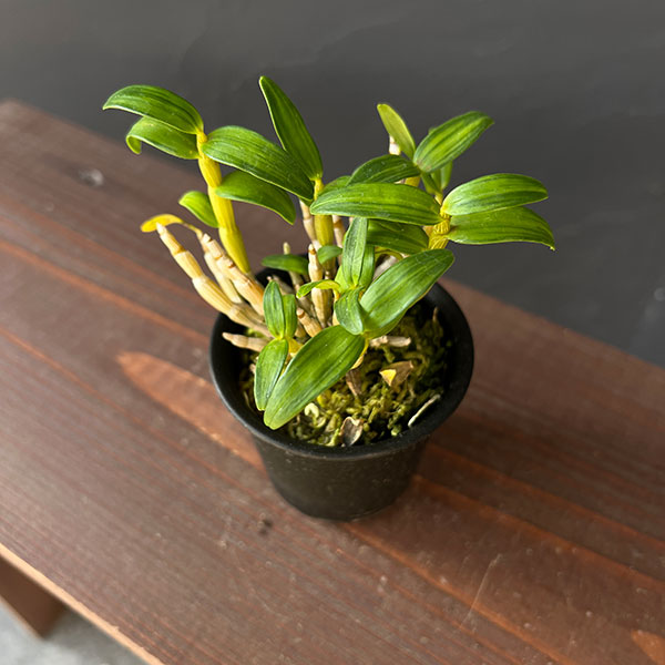 チョウセイラン(長生蘭):月光 2.5号ポット