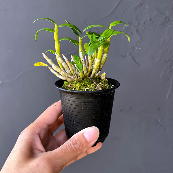 チョウセイラン(長生蘭):月光 2.5号ポット