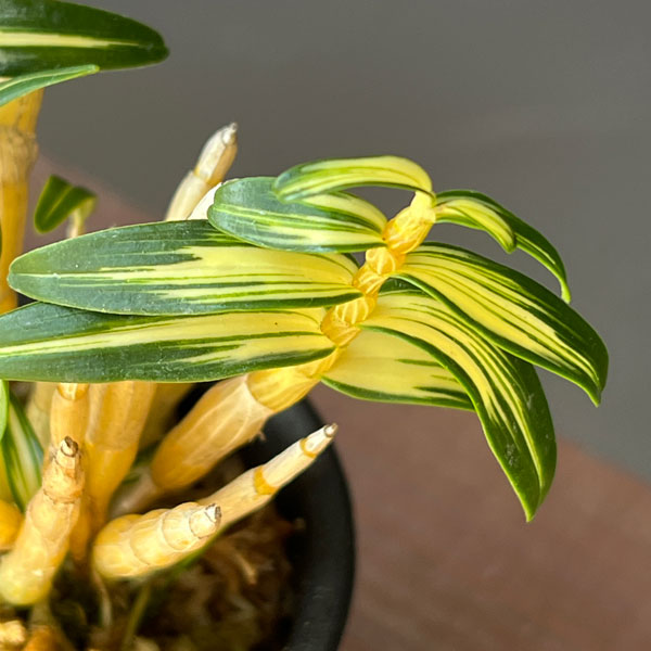 チョウセイラン（長生蘭）：多摩錦　2.5号ポット