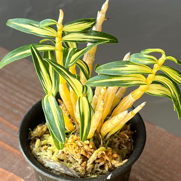 チョウセイラン（長生蘭）：多摩錦　2.5号ポット
