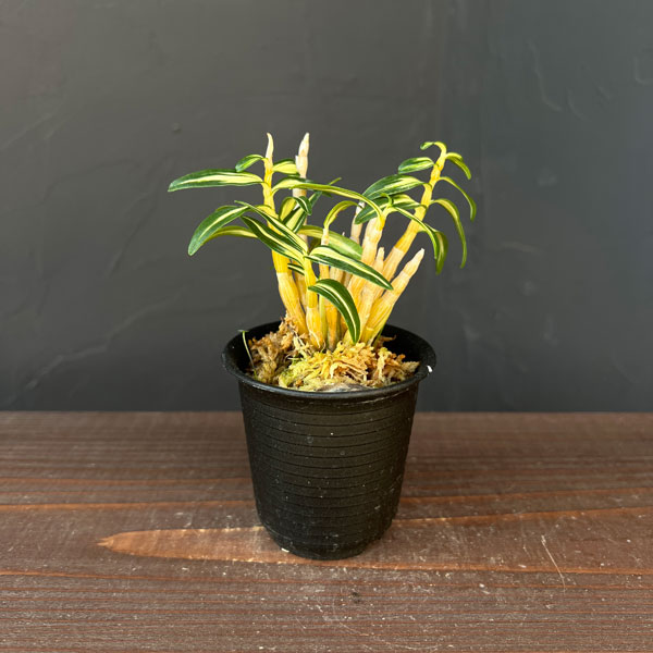 チョウセイラン（長生蘭）：多摩錦　2.5号ポット