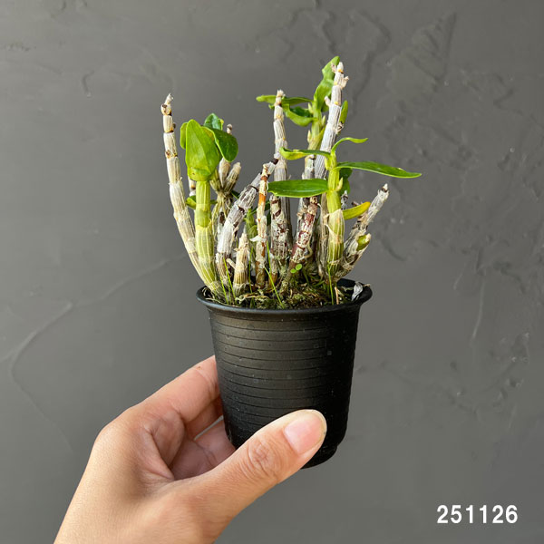 チョウセイラン（長生蘭）：金星　2.5号ポット