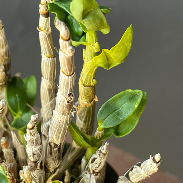 チョウセイラン（長生蘭）：金星　2.5号ポット