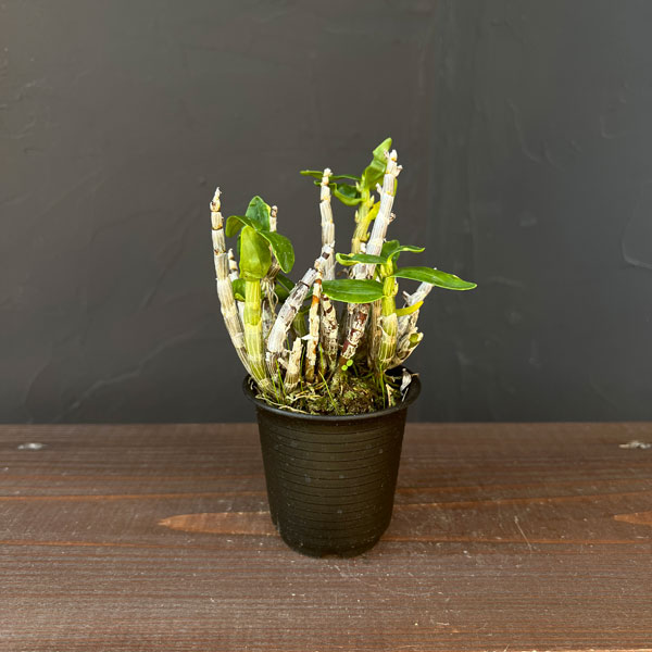 チョウセイラン（長生蘭）：金星　2.5号ポット