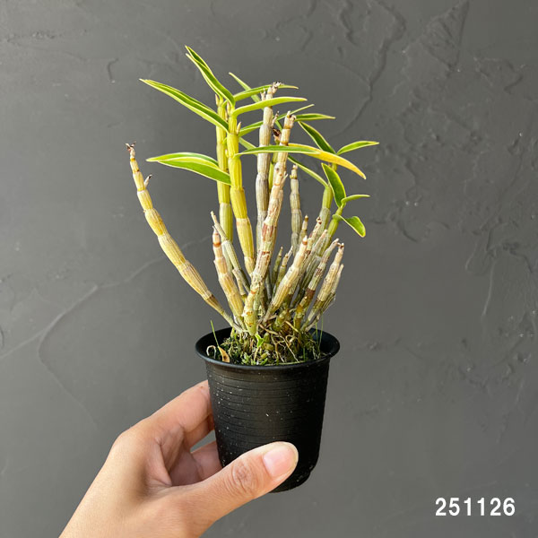 チョウセイラン（長生蘭）：白輪　2.5号ポット