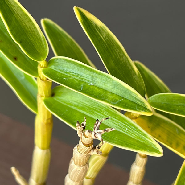 チョウセイラン（長生蘭）：白輪　2.5号ポット