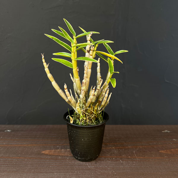 チョウセイラン（長生蘭）：白輪　2.5号ポット