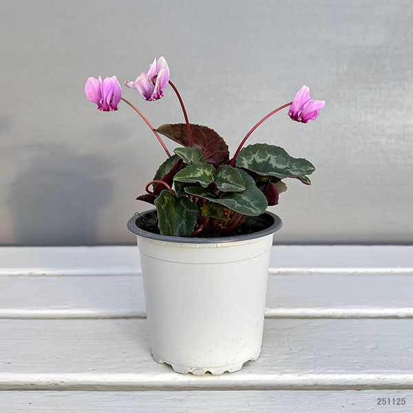 原種系シクラメン：ヘデリフォリウム　アヴァロン　バイオレット3号ポット