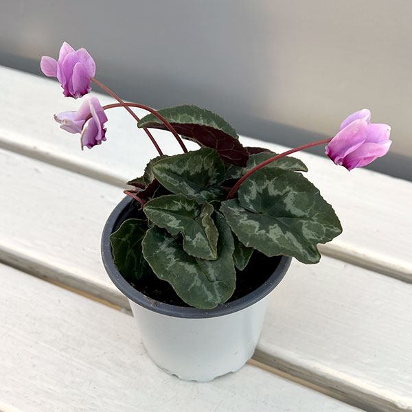原種系シクラメン：ヘデリフォリウム　アヴァロン　バイオレット3号ポット