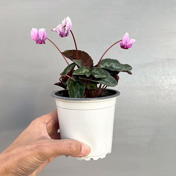 原種系シクラメン：ヘデリフォリウム　アヴァロン　バイオレット3号ポット