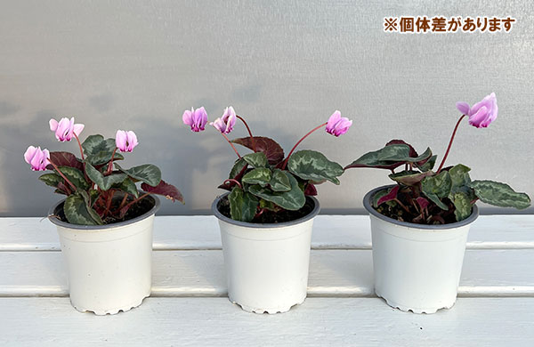 原種系シクラメン：ヘデリフォリウム　アヴァロン　バイオレット3号ポット