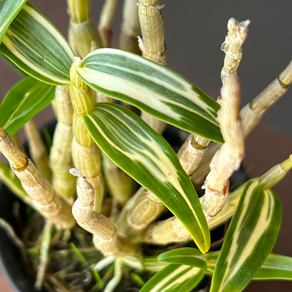 チョウセイラン（長生蘭）：南京丸　2.5号ポット