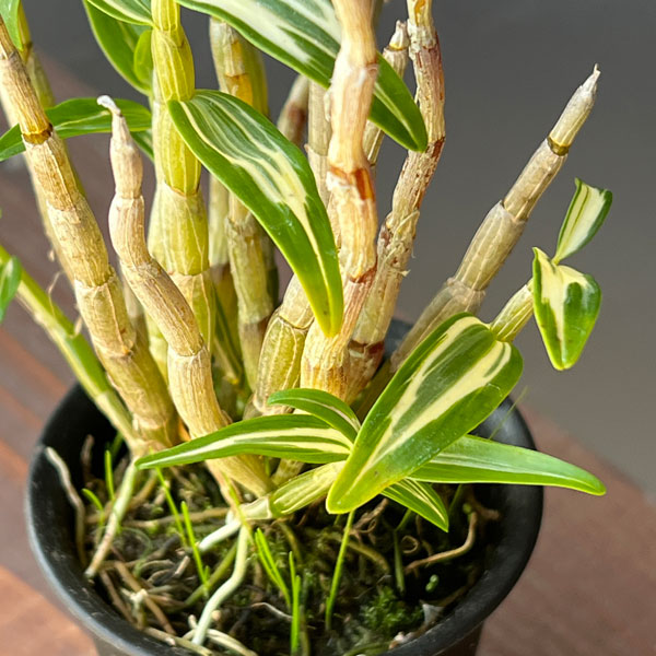 チョウセイラン（長生蘭）：南京丸　2.5号ポット