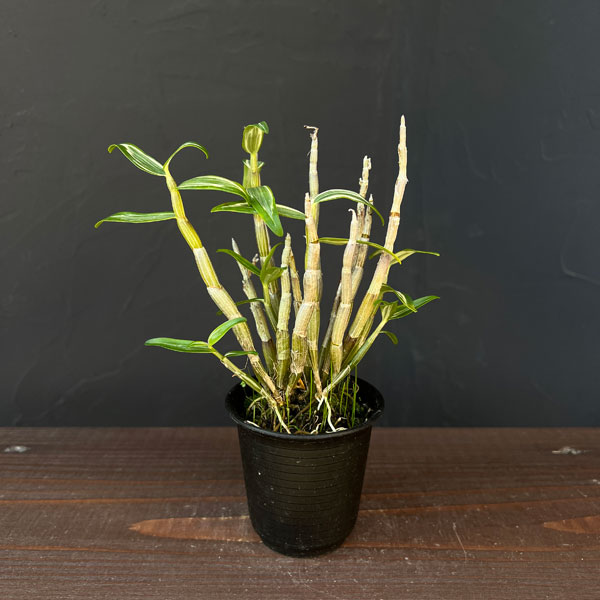 チョウセイラン（長生蘭）：南京丸　2.5号ポット