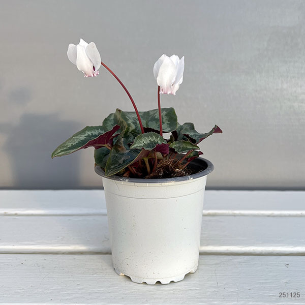 原種系シクラメン：ヘデリフォリウム　アヴァロン　ホワイト3号ポット