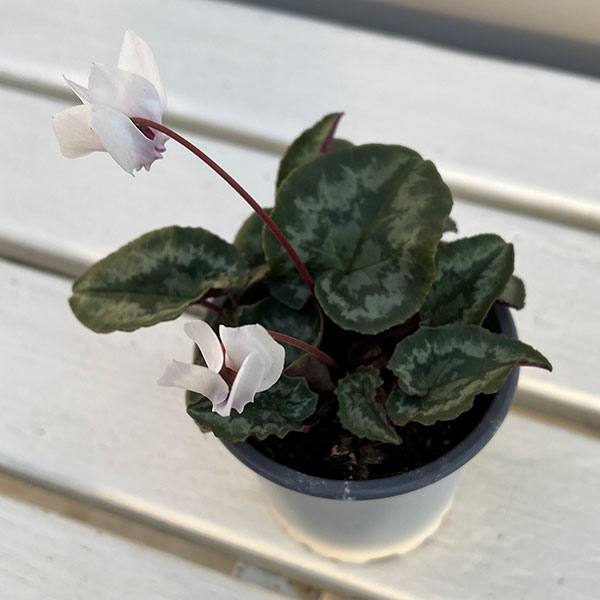原種系シクラメン：ヘデリフォリウム　アヴァロン　ホワイト3号ポット