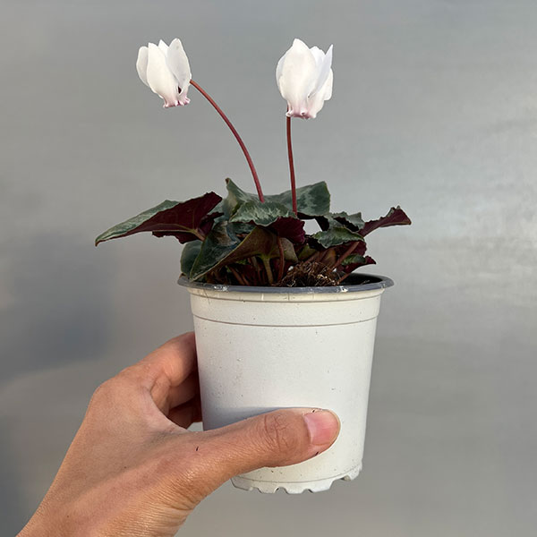 原種系シクラメン：ヘデリフォリウム　アヴァロン　ホワイト3号ポット