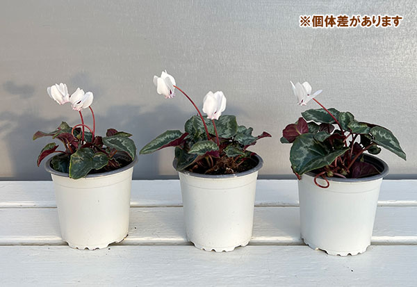 原種系シクラメン：ヘデリフォリウム　アヴァロン　ホワイト3号ポット