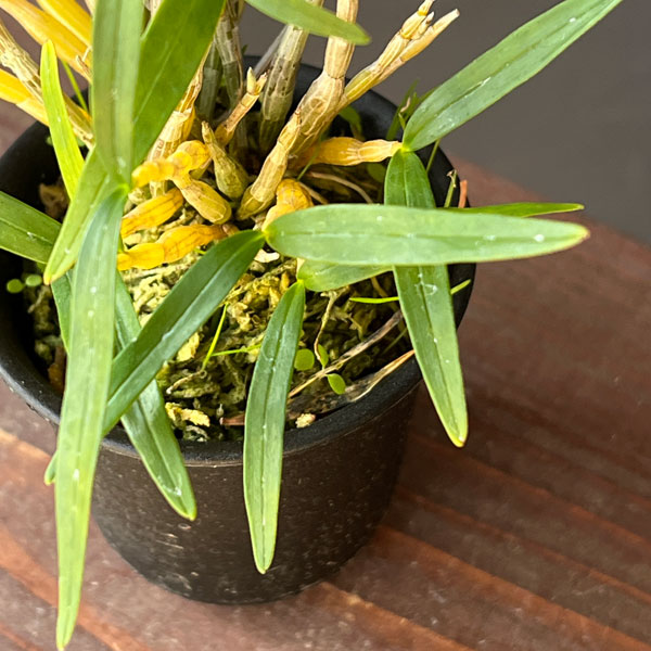 チョウセイラン（長生蘭）：草笛　2.5号ポット