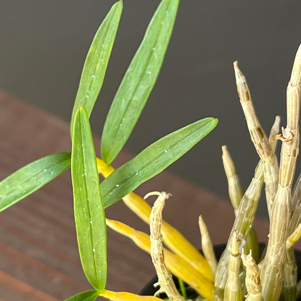 チョウセイラン（長生蘭）：草笛　2.5号ポット