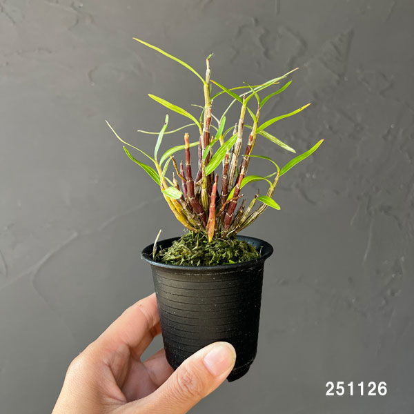 チョウセイラン（長生蘭）：夢殿　2.5号ポット