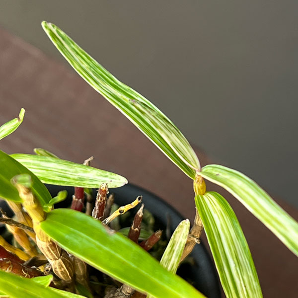 チョウセイラン（長生蘭）：夢殿　2.5号ポット