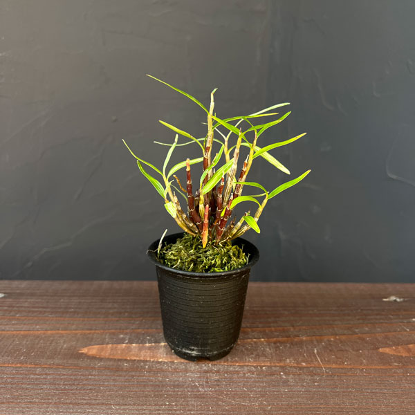 チョウセイラン（長生蘭）：夢殿　2.5号ポット