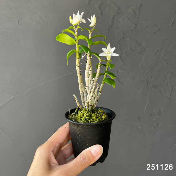 チョウセイラン（長生蘭）：雅宝丸　2.5号ポット