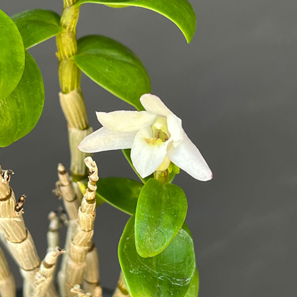 チョウセイラン（長生蘭）：雅宝丸　2.5号ポット