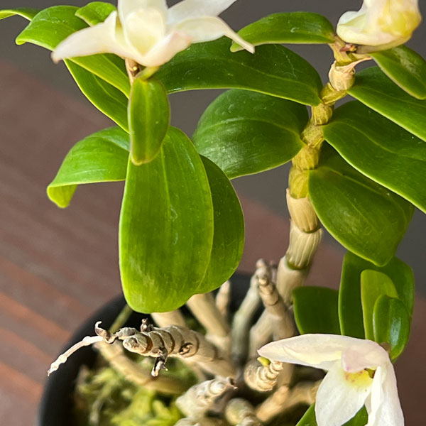 チョウセイラン（長生蘭）：雅宝丸　2.5号ポット