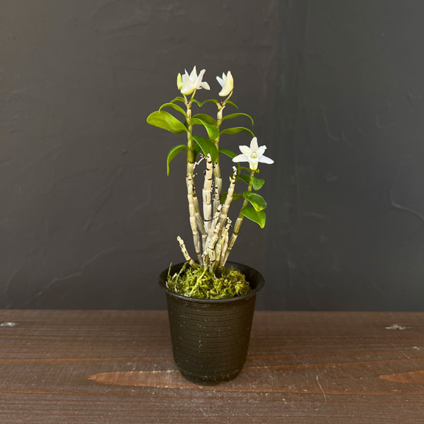 チョウセイラン（長生蘭）：雅宝丸　2.5号ポット