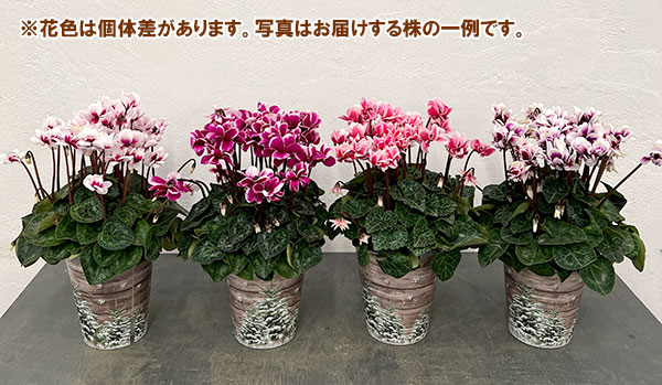 シクラメン：チモ ピコティ（花色いろいろ）12cmポット／タンブラーポット（底面給水鉢）付き【ツリー】