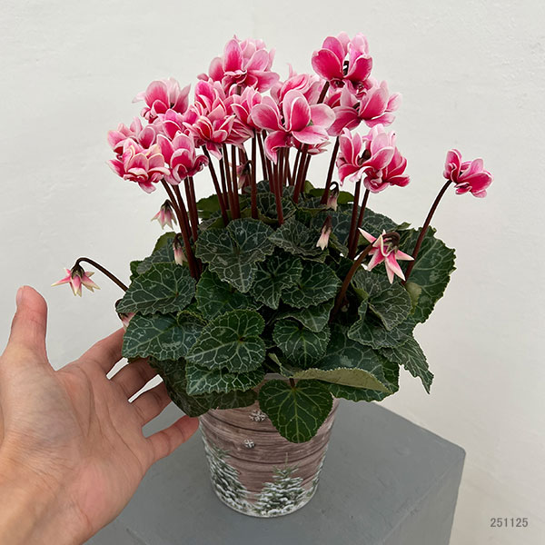 シクラメン：チモ ピコティ（花色いろいろ）12cmポット／タンブラーポット（底面給水鉢）付き【ツリー】