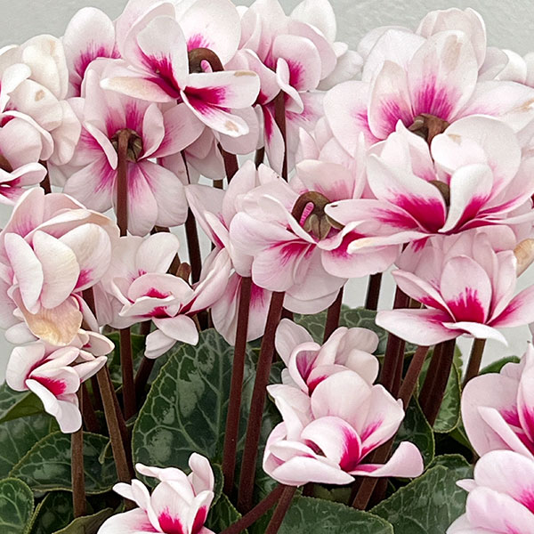 シクラメン：チモ ピコティ（花色いろいろ）12cmポット／タンブラーポット（底面給水鉢）付き【ツリー】