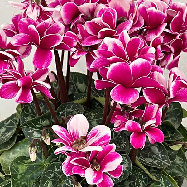 シクラメン：チモ ピコティ（花色いろいろ）12cmポット／タンブラーポット（底面給水鉢）付き【ツリー】