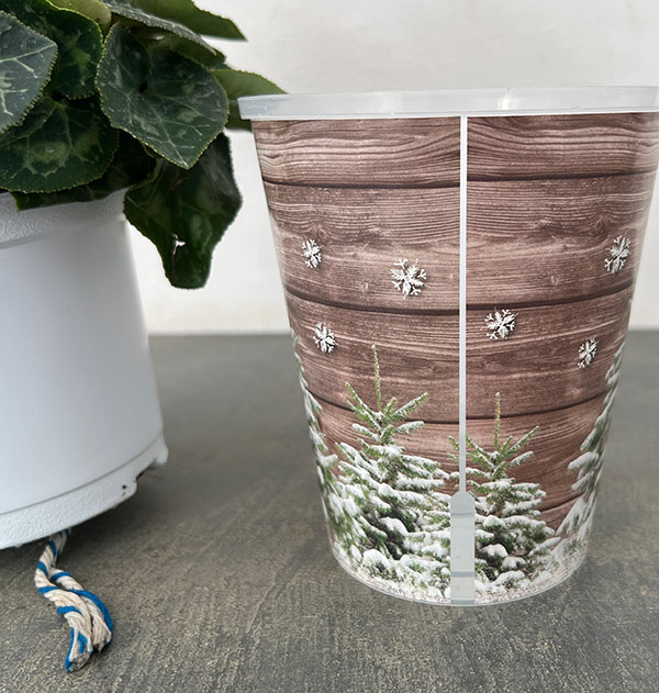 シクラメン：チモ ピコティ（花色いろいろ）12cmポット／タンブラーポット（底面給水鉢）付き【ツリー】