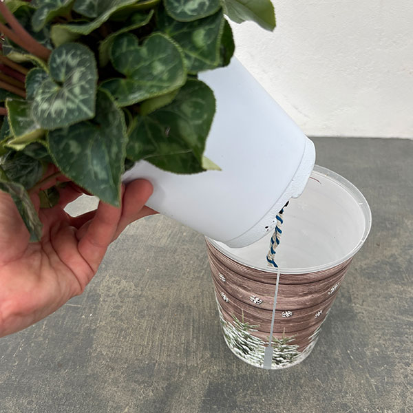 シクラメン：チモ ピコティ（花色いろいろ）12cmポット／タンブラーポット（底面給水鉢）付き【ツリー】