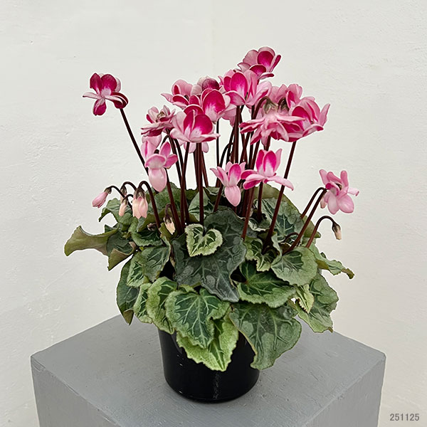 シクラメン:ララシリーズ チェリー4号鉢