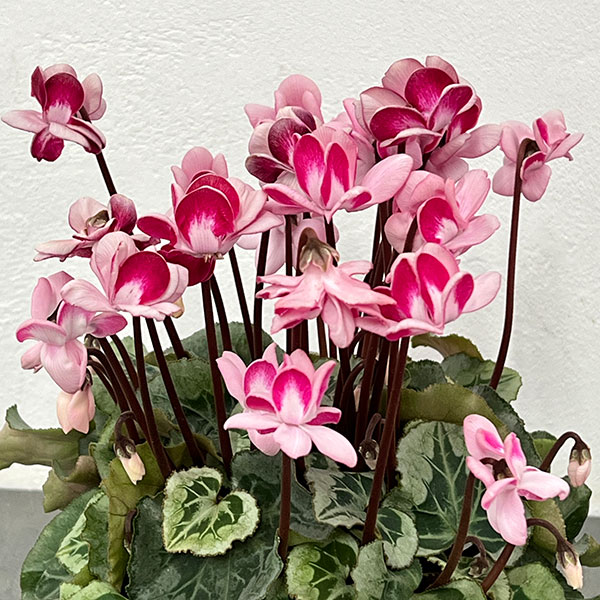 シクラメン:ララシリーズ チェリー4号鉢