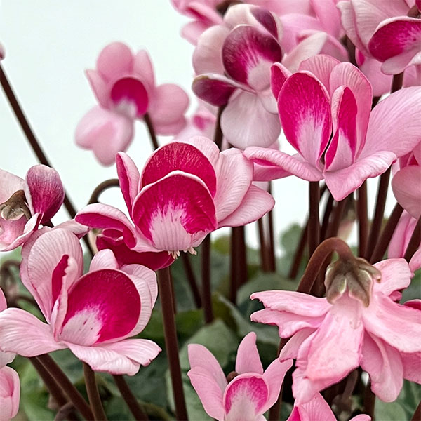 シクラメン:ララシリーズ チェリー4号鉢