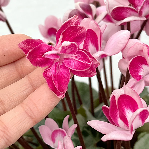 シクラメン:ララシリーズ チェリー4号鉢