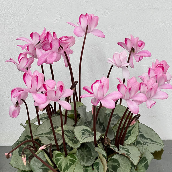 シクラメン:ララシリーズ チェリー4号鉢