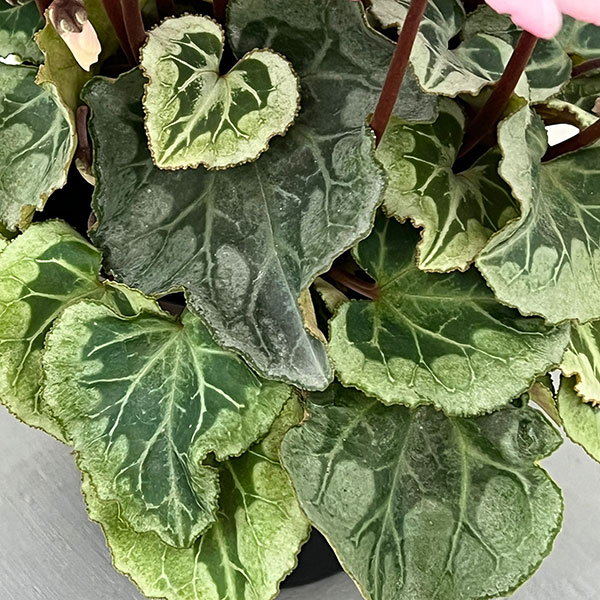 シクラメン:ララシリーズ チェリー4号鉢